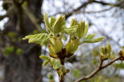 Spring Leaves Tree Green Aesthetic Bud Scion
