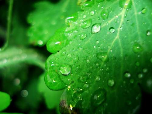 Spring Dew Drop Water Drops Natural Rain Drops