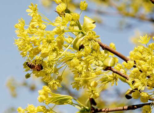 Spring Nature Blossom Bloom Flowers Bee Yellow