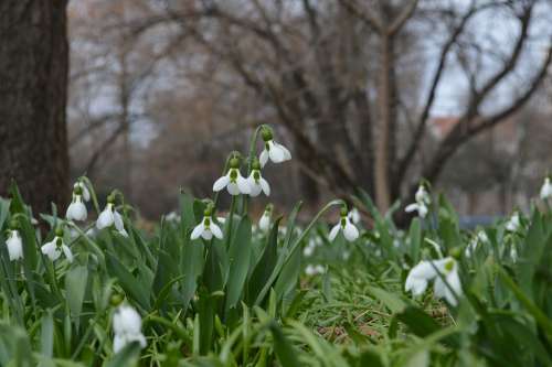 Spring Flowers