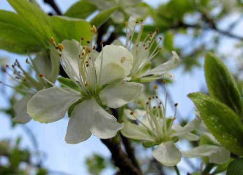 Spring Plum Blossom Bloom Live New