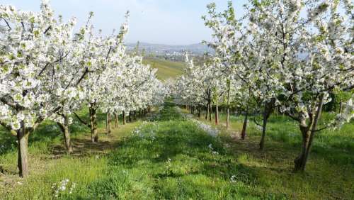 Spring Trees Fruit Trees Blossom Bloom White