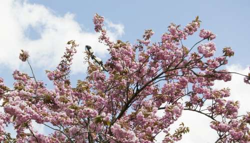 Spring Blossom Flower Birth Tenderness Nature Tree