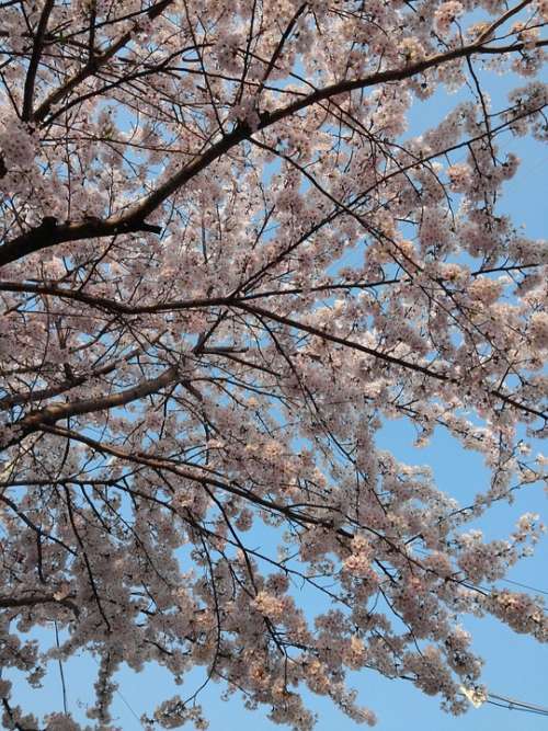 Spring Cherry Blossom Wood