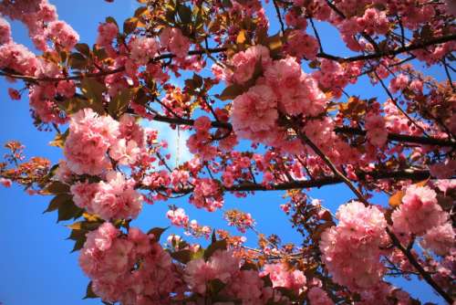 Spring Tree Flowers Pink Plant