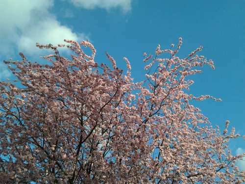 Spring Tree Flower Sky Pink Flower Branches Pink