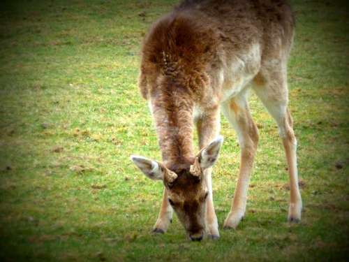 Spring Roe Deer Nature Wild