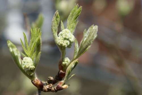 Spring Bud Branch Growth Mountain Ash Hope