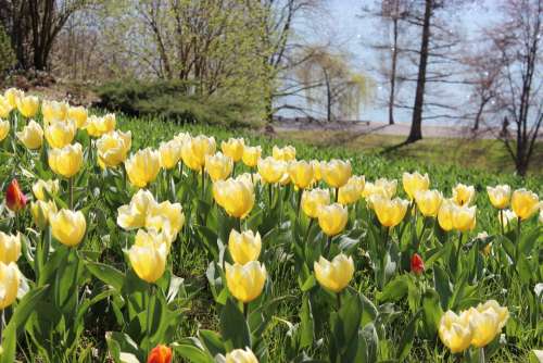 Spring Tulips Yellow Flowers Nature