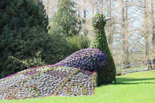 Spring Mainau Peacock Blue Mainau Island Purple