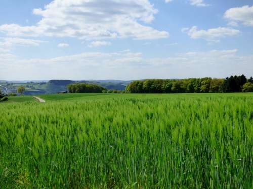 Spring Barley Cornfield Landscape Nature
