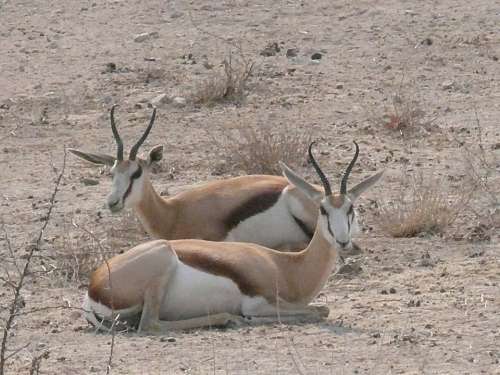 Springbok Antelope Animals Africa Wild Namibia