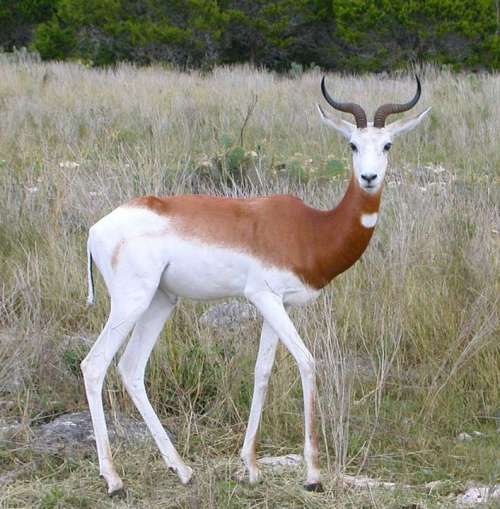 Springbok Staring Antidorcas Marsupialis Animal