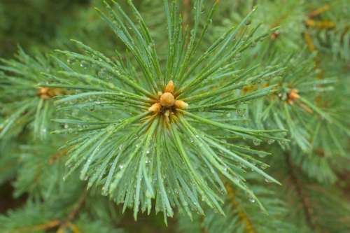 Spruce Green Needle Pine Tree Wood Coniferous