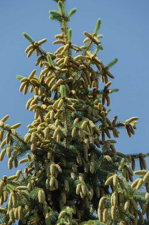 Spruce Tree Conifer Cones Needles Branch Outdoors