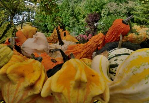 Squash Vegetables Farm Produce Autumn Seasonal