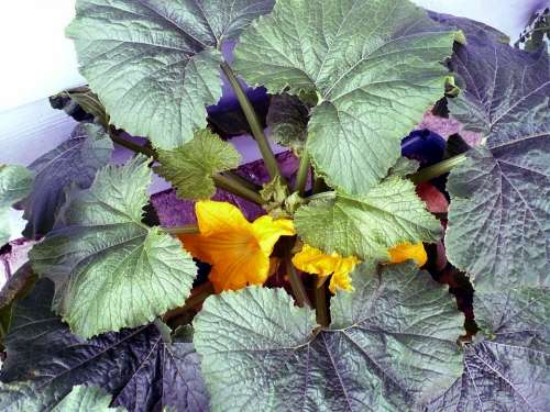 Squash Garden Vegetable Food Gardening Organic