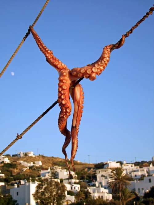 Squid Octopus Fish Mykonos Greece Cyclades Dry
