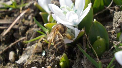 Squill White Flower Bee Nectar Collected Spring