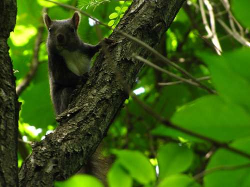 Squirrel Forest Animal