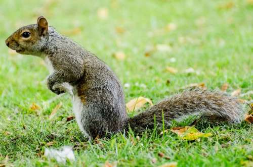 Squirrel Grass Animals Wildlife Nature Bark Stem