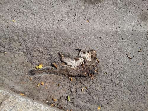 Squirrel Dead Body Dead Animal Rodent Wild
