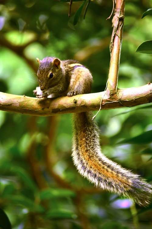 Squirrel Animal Wildlife Nature Sri Lanka