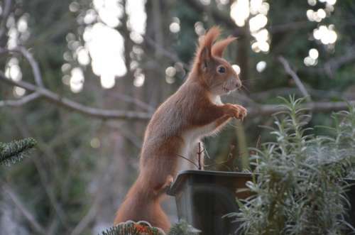 Squirrel Animals Nature Nager Fur Cute