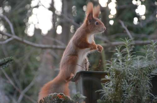 Squirrel Animals Nature Nager Fur Cute