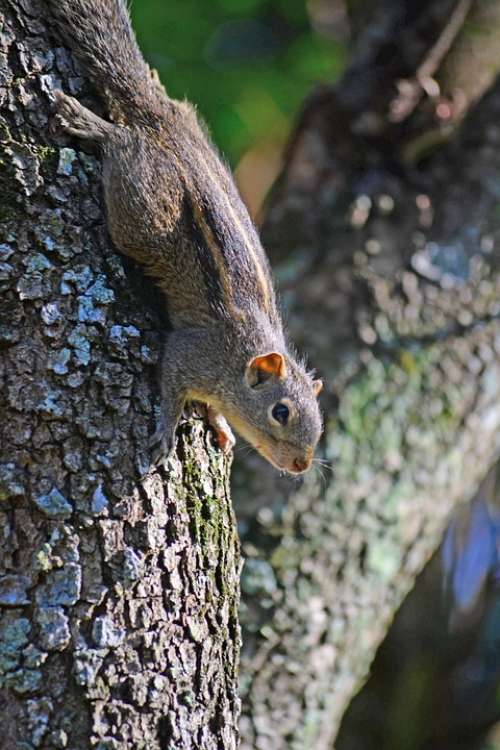 Squirrel Cute Animal Nature Wild Mawanella