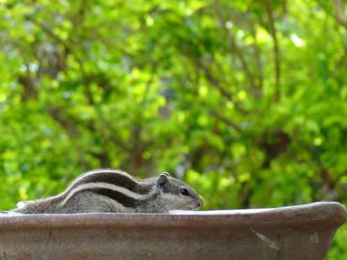 Squirrel Outdoors Close-Up Rodent Animal Cute