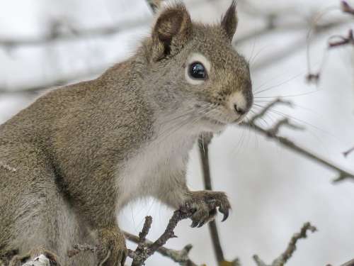 Squirrel Animal Forest Branch Tree Nature Mammal
