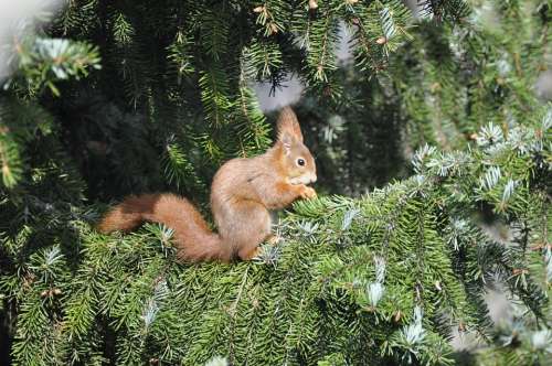 Squirrel Nager Fir Tree