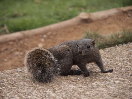 Squirrel Azole Animal Mammals Cute