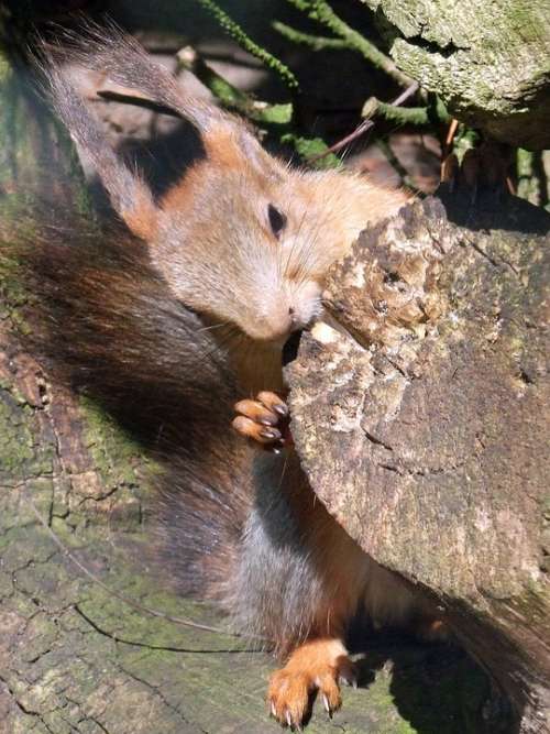 Squirrel Sciurus Rodent Croissant Animal