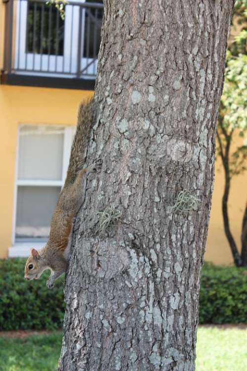 Squirrel Animal Tree Nature Wildlife Cute Rodent