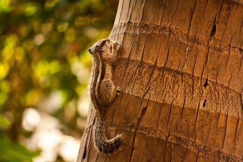 Squirrel Rodent Cute Animal Palm Tree Bark