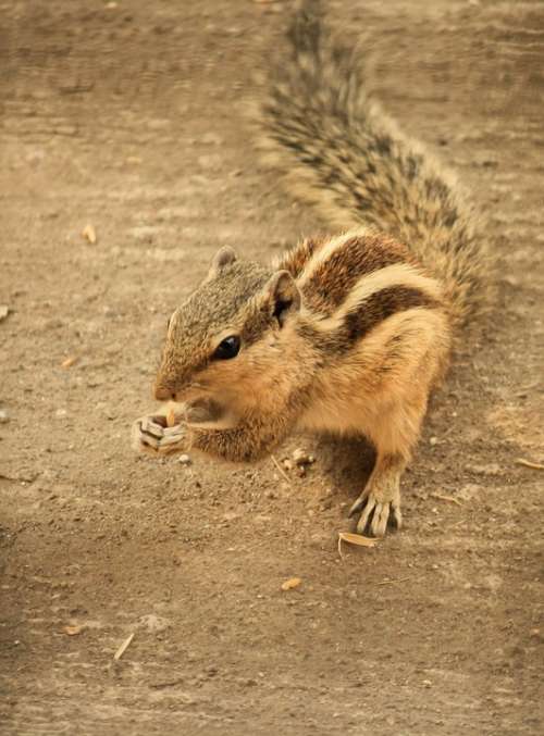 Squirrel Rodent Animal Stripes Mammal Fur