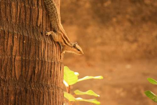 Squirrel Palm Tree Climbing Rodent Animal Cute
