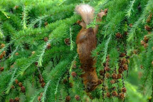 Squirrel Cone Eat Softwood Larch