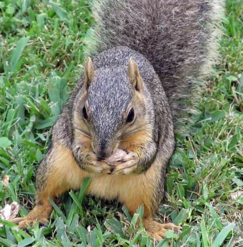 Squirrel Common Squirrel Eating Nut Grass Ground