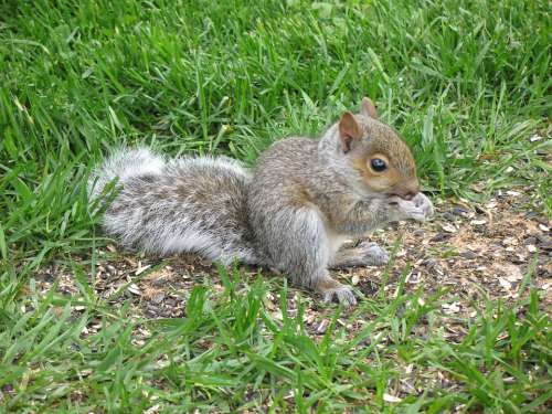Squirrel Grey Rodent Animal Cute Wildlife Mammal