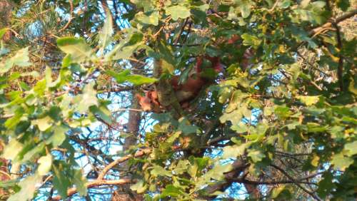 Squirrel Tree Climb Nager Cheeky Log