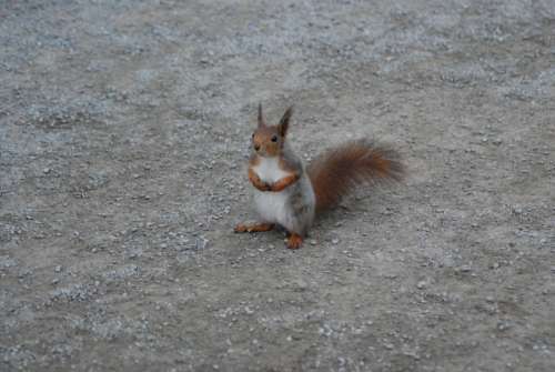 Squirrel Sitting Rodent Animal Cute Mammal Tail