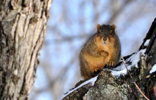 Squirrel Snow Perch Winter Outdoors Furry Rodent