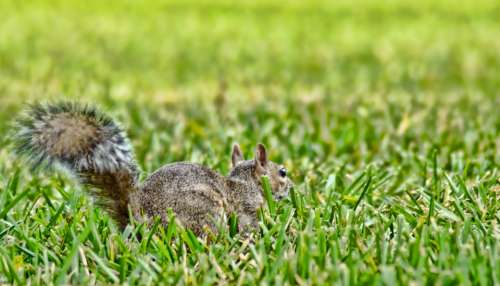 Squirrel Animal Sciuridae Rodent Florida Uptown