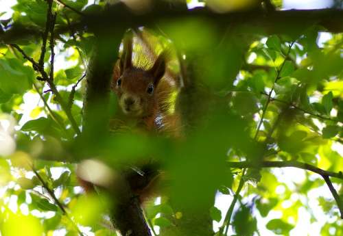 Squirrel Garden Season Bushes Shrubs Red