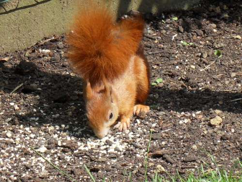 Squirrel Animals Garden