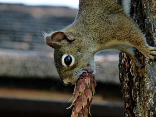 Squirrel Mammal Animal Cone Nature Close-Up Wood