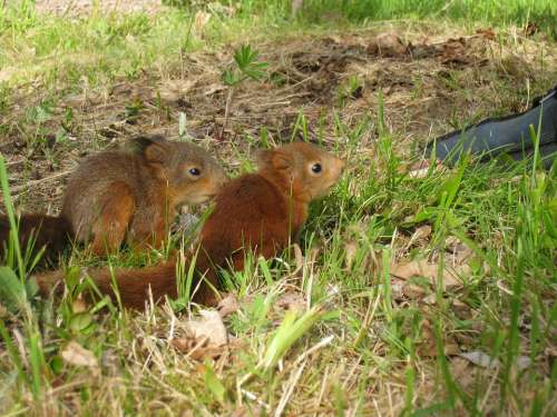 Squirrel Children Garden Shoe Grass Summer Colors